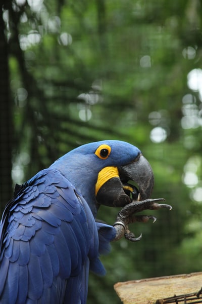 Hyacinth macaws selective focus on photography
